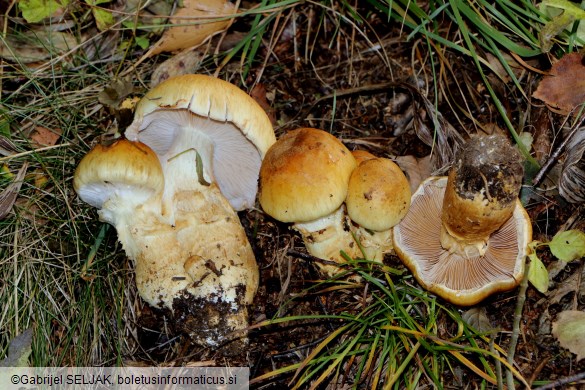 Cortinarius triumphans