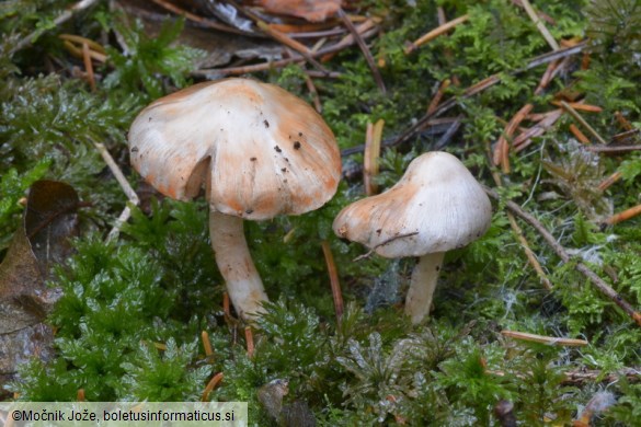 Inocybe whitei