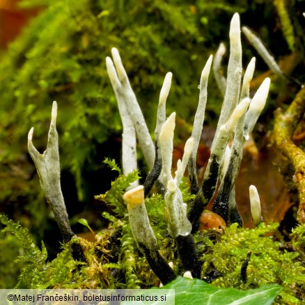 Xylaria hypoxylon