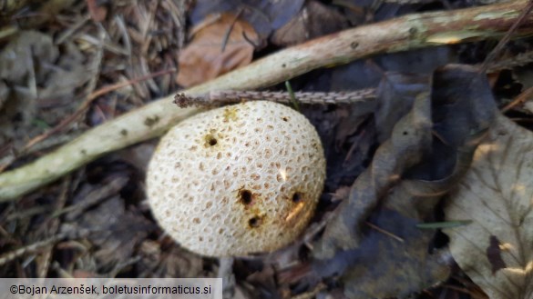 Scleroderma citrinum