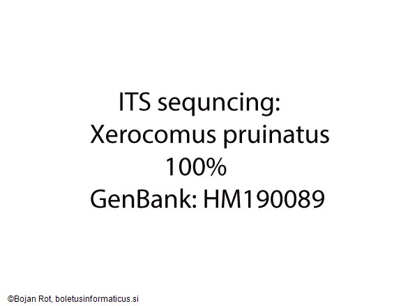 Xerocomellus pruinatus