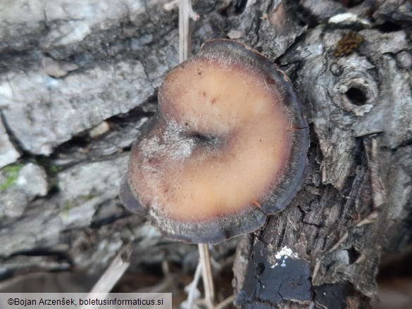 Lentinus brumalis