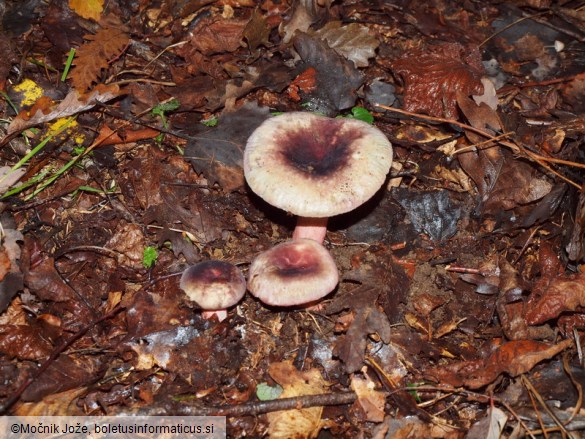 Russula amoena