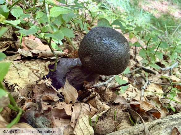 Cortinarius violaceus
