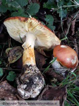 Amanita caesarea