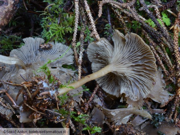 Clitocybe ditopa