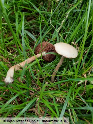 Agrocybe praecox