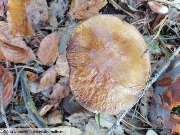 Boletus edulis