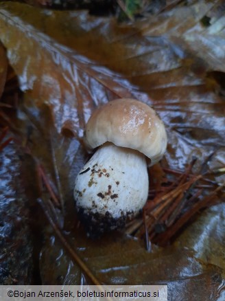 Boletus edulis