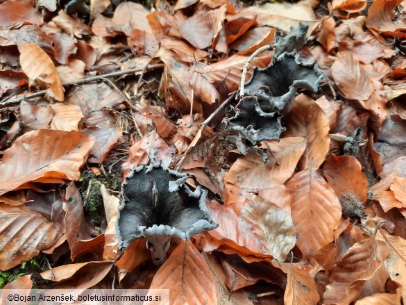 Craterellus cornucopioides