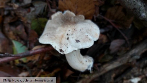 Tricholoma pardinum