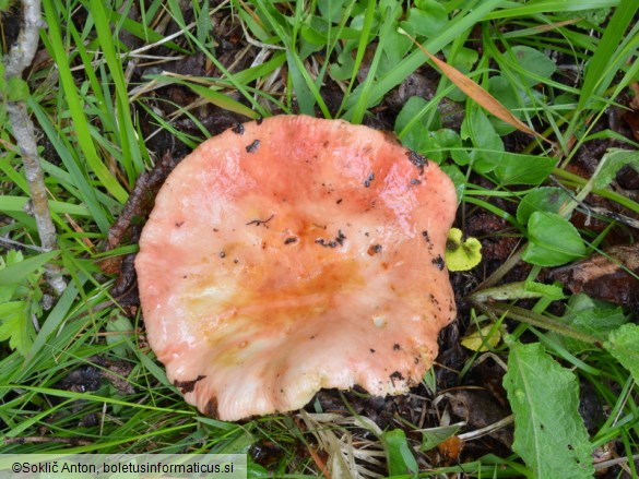 Russula maculata