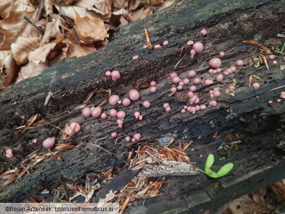 Lycogala epidendrum