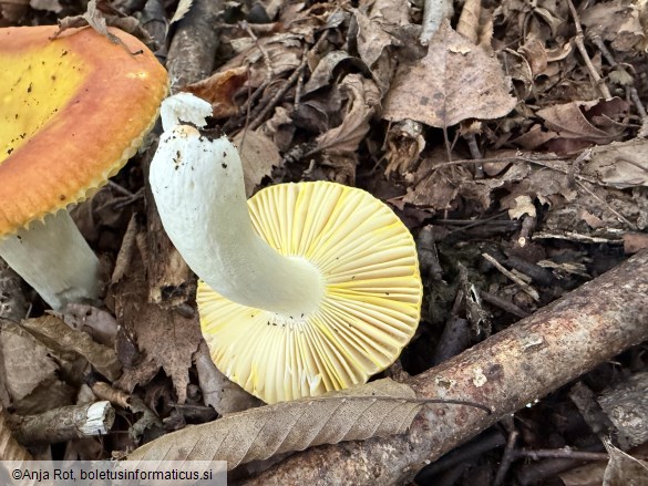 Russula aurea