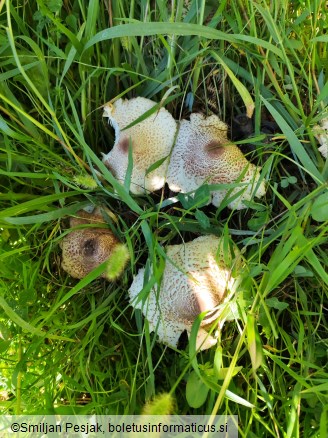Leucoagaricus americanus