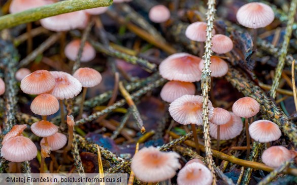 Mycena rosella