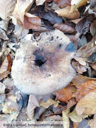 Russula nigricans