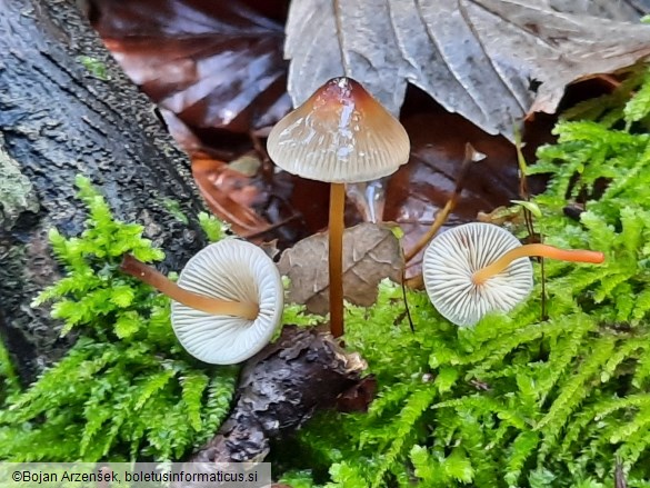 Mycena crocata