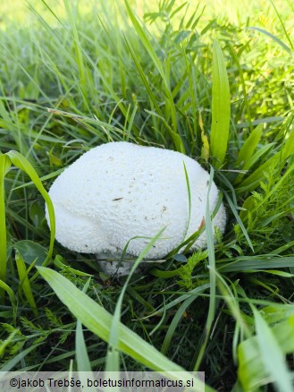 Calvatia utriformis