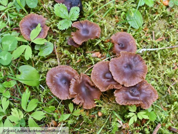 Cortinarius vernus