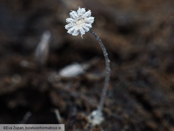 Coprinopsis cerkezii