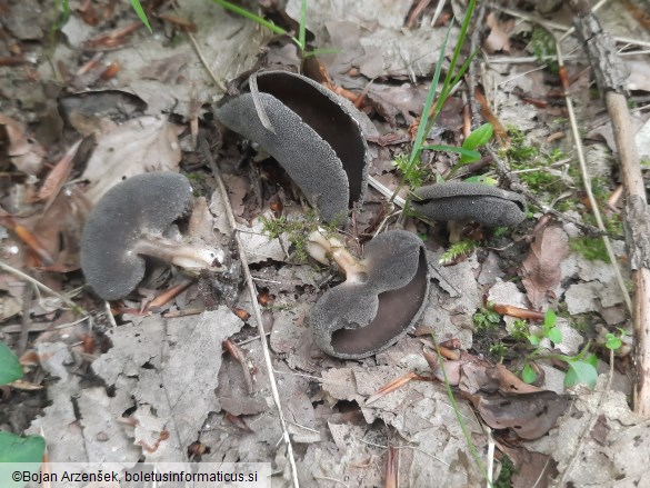 Helvella solitaria