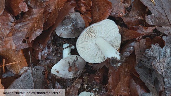 Tricholoma portentosum