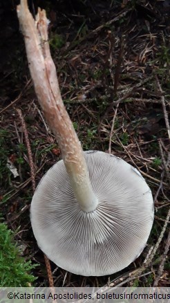 Hypholoma sublateritium