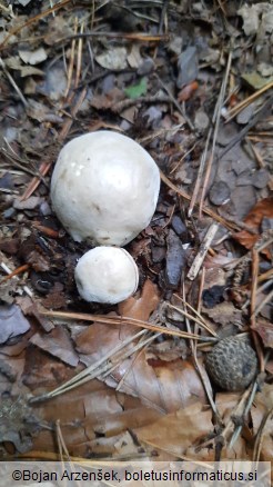 Lycoperdon molle