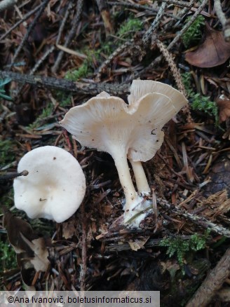 Clitocybe gibba