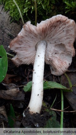Pluteus cervinus