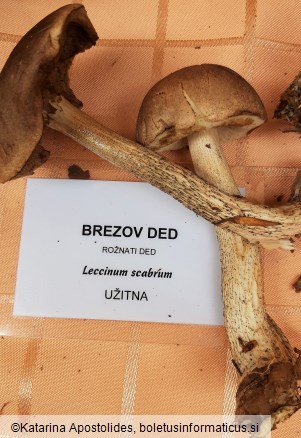 Leccinum scabrum