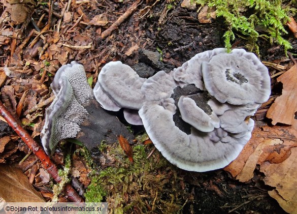 Phellodon niger