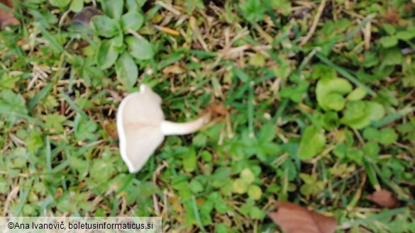 Clitocybe dealbata