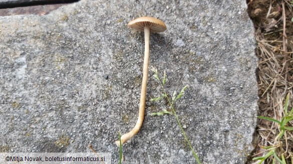 Agrocybe pediades