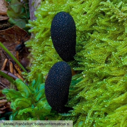 Xylaria longipes