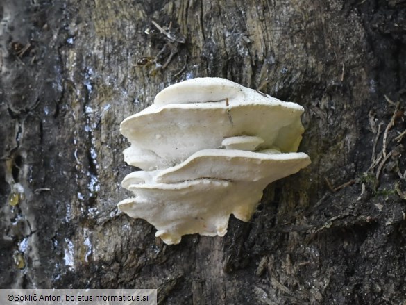 Amaropostia stiptica