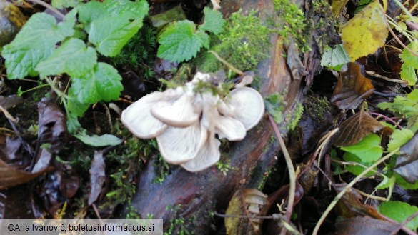 Pleurotus ostreatus