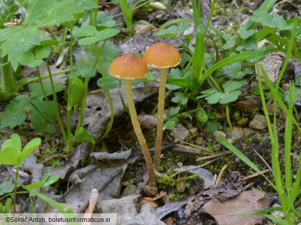 Conocybe nemoralis