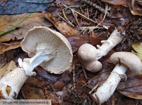 Cystoderma carcharias