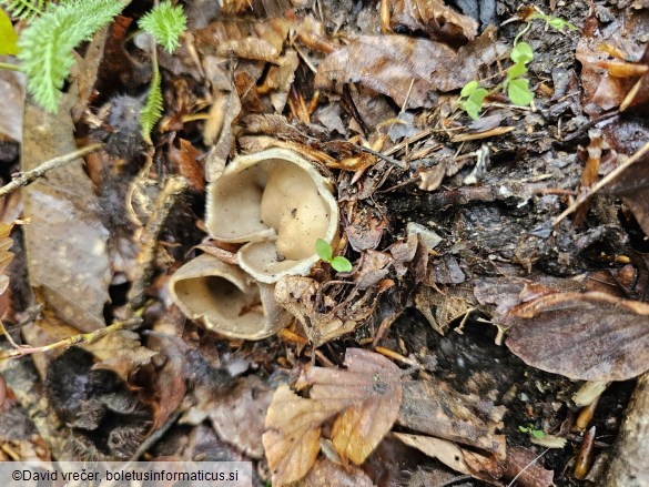 Helvella acetabulum