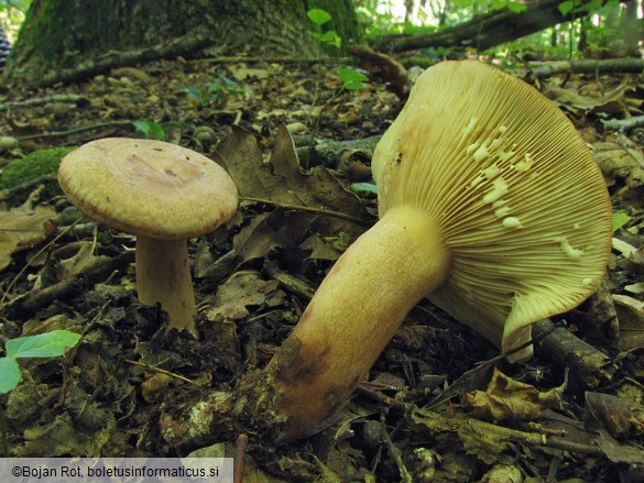 Lactarius quietus