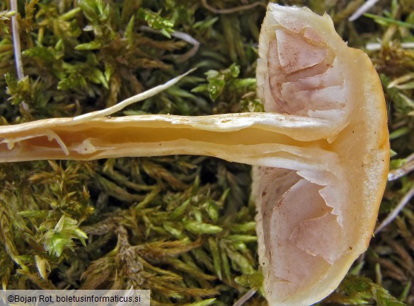 Agrocybe pediades