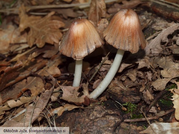 Coprinopsis insignis