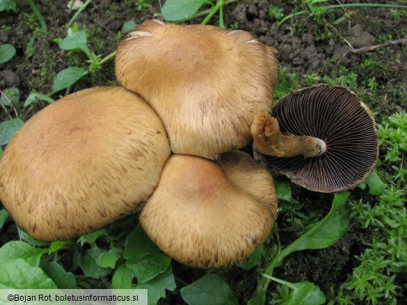 Psathyrella lacrymabunda