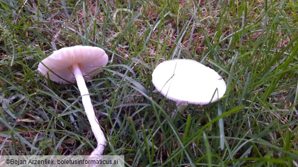 Leucoagaricus leucothites