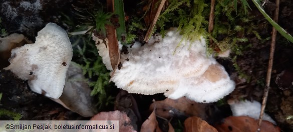 Merulius tremellosus