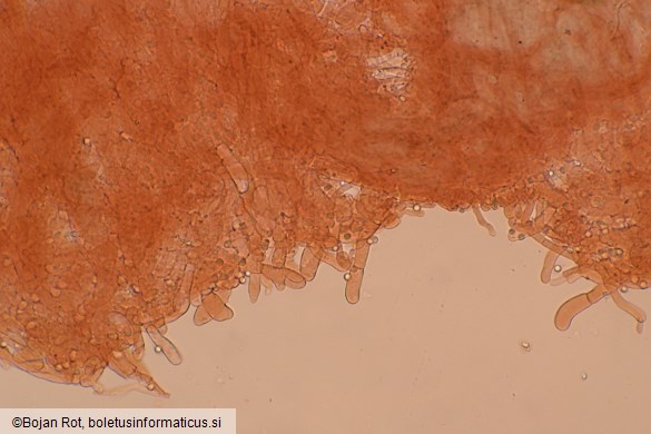 Callistosporium elaeodes
