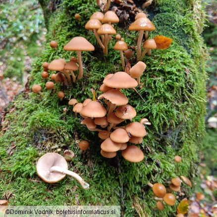 Psathyrella piluliformis