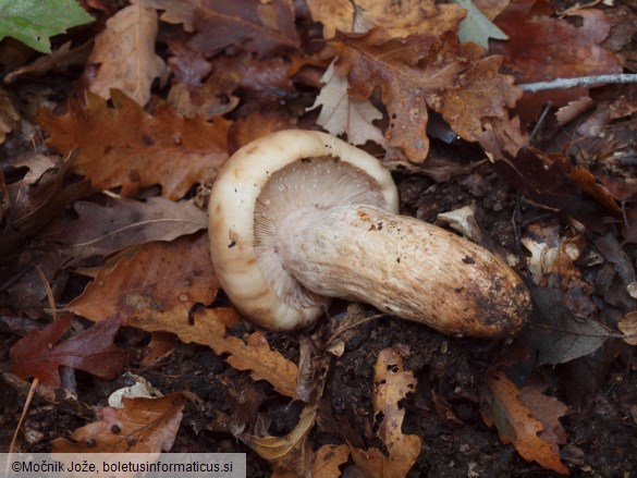 Russula illota